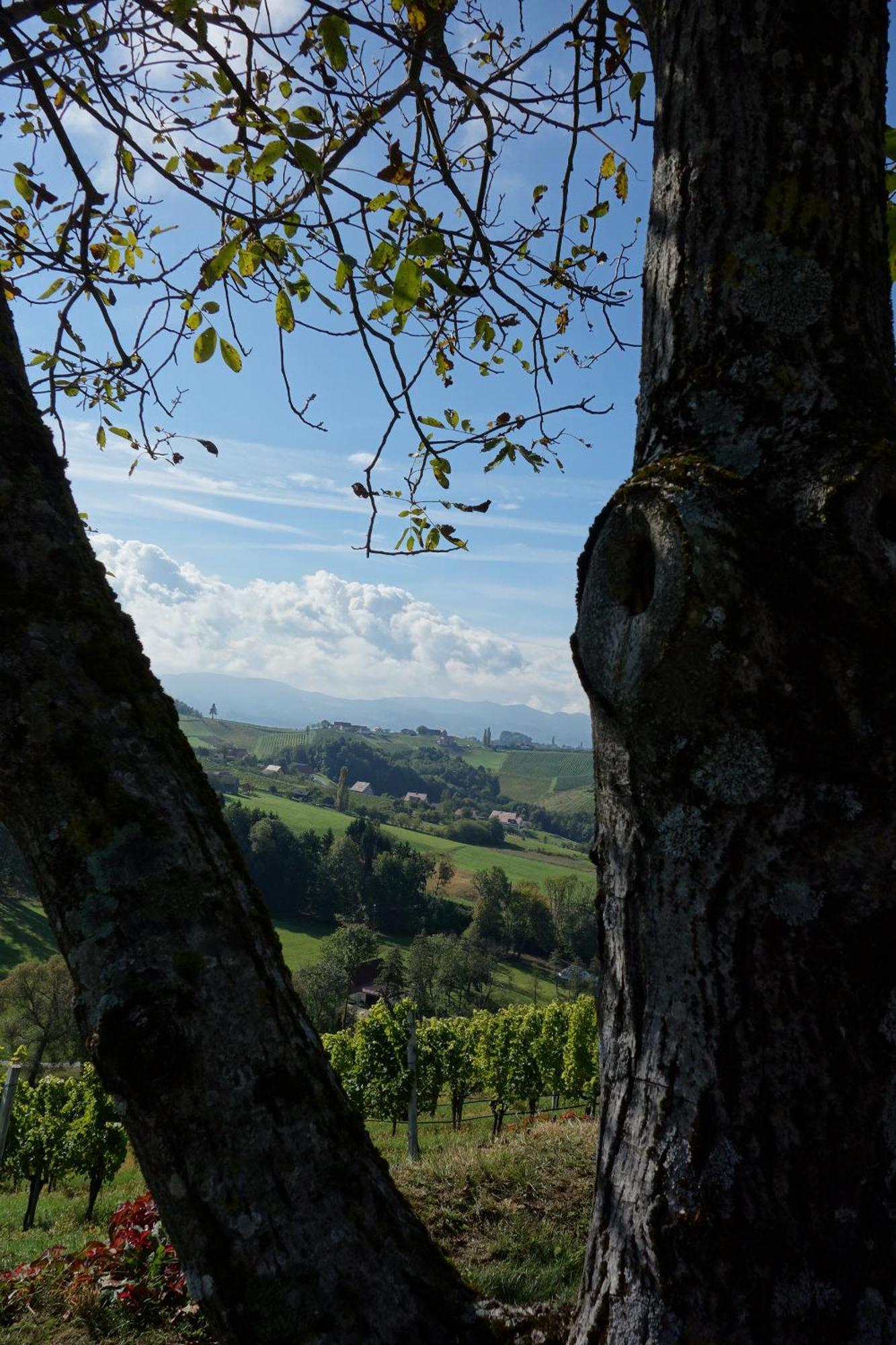 Das Weinberghaus Ratsch an der Weinstraße 외부 사진